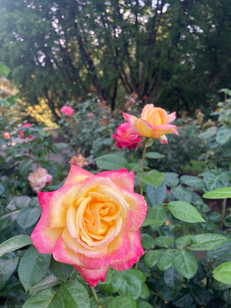 A photo of roses.